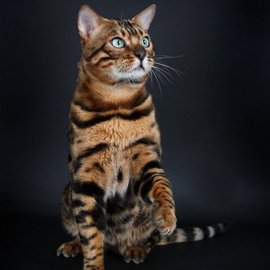 chat Bengal brown spotted / rosettes SUNSHINE Chatterie panthera du maquis