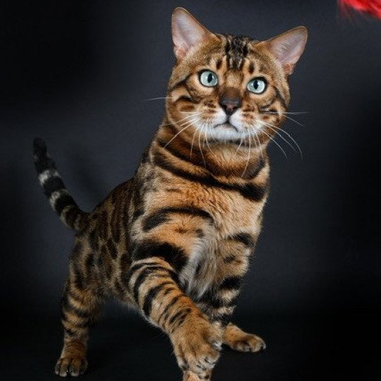 chat Bengal brown spotted / rosettes SUNSHINE Chatterie panthera du maquis
