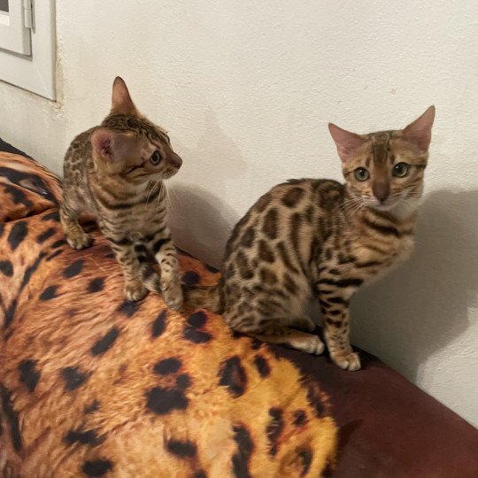 chaton Bengal brown spotted / rosettes TELMA Chatterie panthera du maquis