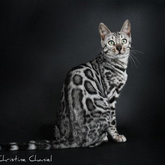 chat Bengal black silver spotted / rosettes TERESA OSIRIS BENGAL Chatterie panthera du maquis