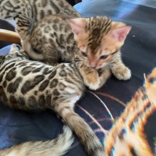 chaton Bengal brown spotted / rosettes TIGER Chatterie panthera du maquis